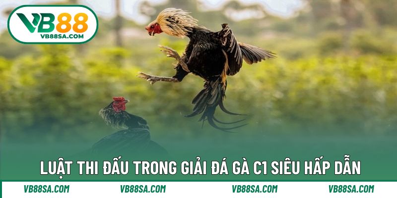 Luật đơn giản trong thi đấu cúp C1 đá gà
