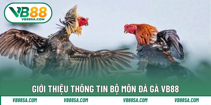 Cơ bản thông tin thi đấu bộ môn đá gà ấn tượng